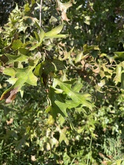 Quercus palustris