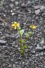 Caltha arctica