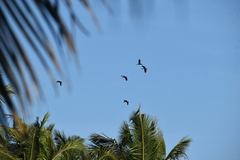 Dendrocygna javanica