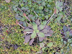 Plantago raoulii