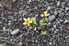 Caltha arctica