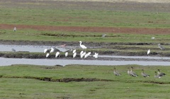 Ardea alba alba