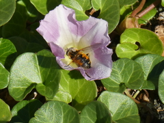 Helophilus lapponicus