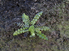 Blechnum blechnoides