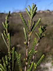 Passerina paludosa