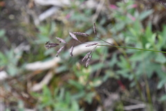 Festuca rubra