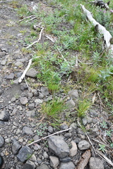 Festuca rubra