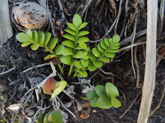 Asplenium obtusatum