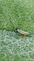 Graphocephala flavovittata