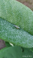 Graphocephala flavovittata