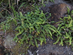 Blechnum blechnoides