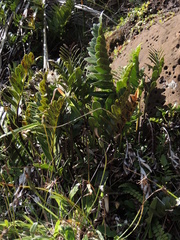 Asplenium obtusatum