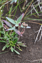 Silene involucrata