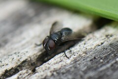 Brachycera