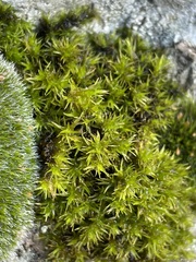 Racomitrium heterostichum