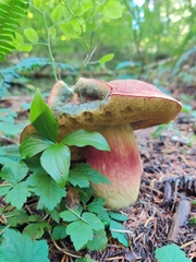 Boletus smithii