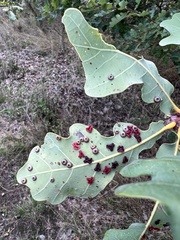 Neuroterus numismalis