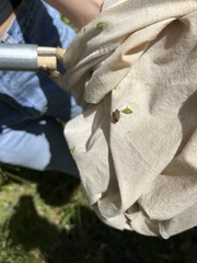 Carpocorini