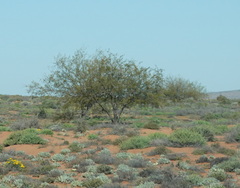 Prosopis glandulosa