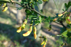 Hippocrepis emerus