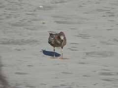 Larus dominicanus dominicanus