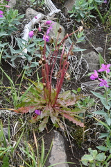 Taraxacum ceratophorum