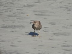 Larus dominicanus dominicanus