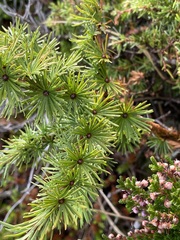 Larix decidua