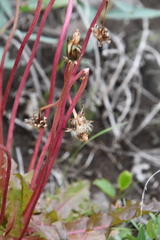 Taraxacum ceratophorum