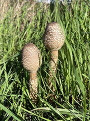 Macrolepiota