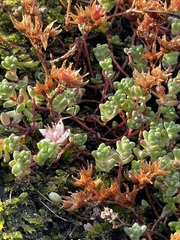Sedum anglicum