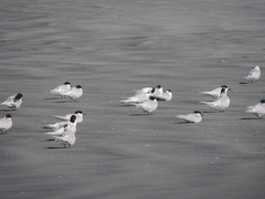 Sterna striata striata