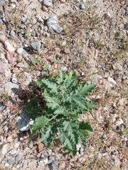Sphaeralcea fendleri
