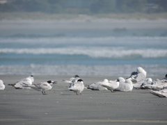 Sterna striata striata