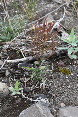 Erysimum pallasii