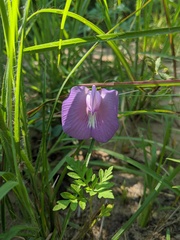 Centrosema virginianum