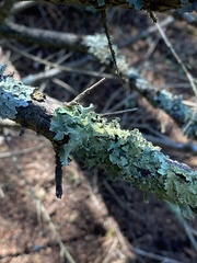 Flavopunctelia flaventior