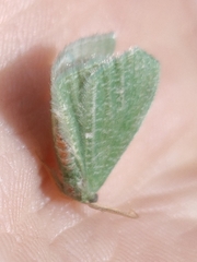 Phaiogramma