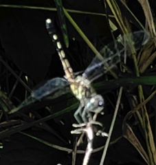 Erythrodiplax minuscula