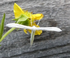 Hellinsia homodactylus