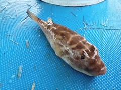 Sphoeroides annulatus