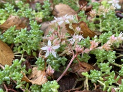 Sedum anglicum