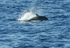 Stenella coeruleoalba