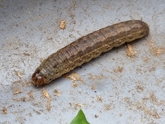 Agrotis trux