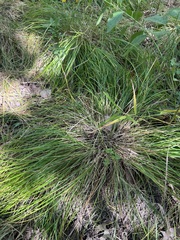 Carex bromoides