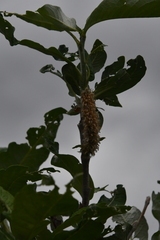 Salix alaxensis
