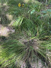 Carex bromoides