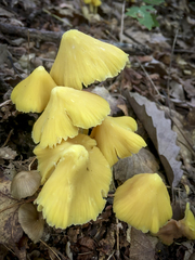 Entoloma murrayi