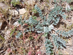 Astragalus mollissimus