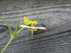 Hellinsia homodactylus